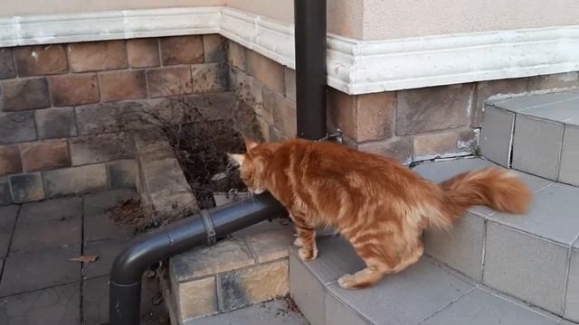 Жизнь рыжего кота Мейн-куна смотреть онлайн