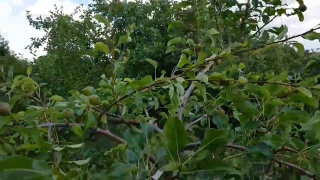 ЗАКЛАДЫВАЕМ УРОЖАЙ ГРУШИ на СЛЕДУЮЩИЙ ГОД. ТопСад смотреть онлайн