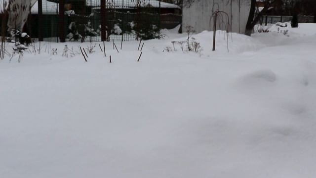 Небывалые морозы. ЧАСТЬ 1. Перезимуют ли розы и гортензии? смотреть онлайн