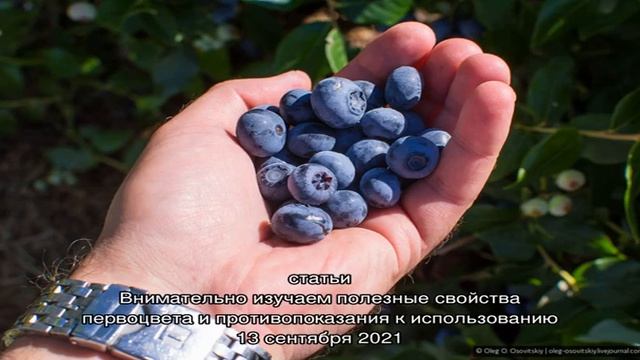 Чем отличается черника от голубики: как не ошибиться с выбором растения смотреть онлайн