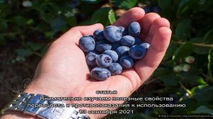 Чем отличается черника от голубики: как не ошибиться с выбором растения