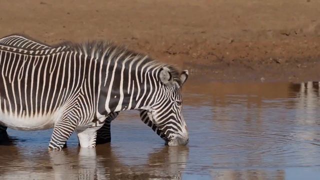 The World's Rarest Zebras: Incredible Facts About Grevy's Zebras!