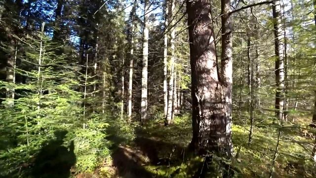 ГРИБНИКИ перешли через РЕКУ а там... Хорошо что взяли КАМЕРУ и сняли ОСЕННИЕ ГРИБЫ смотреть онлайн