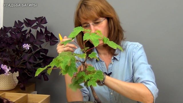 Не самые подходящие виды клена для бонсай (ч.2).