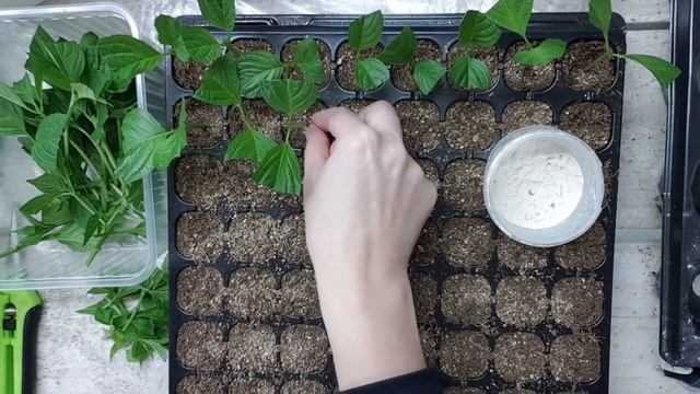 Черенкую ГОРТЕНЗИЮ / Весеннее ЧЕРЕНКОВАНИЕ зеленым черенком смотреть онлайн
