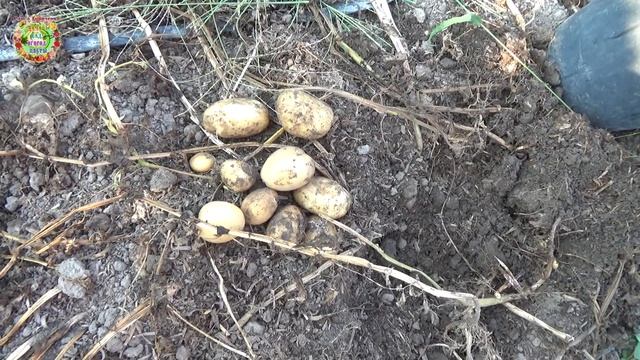 Как определить спелость картошки? Когда копать картофель для хранения зимой? смотреть онлайн