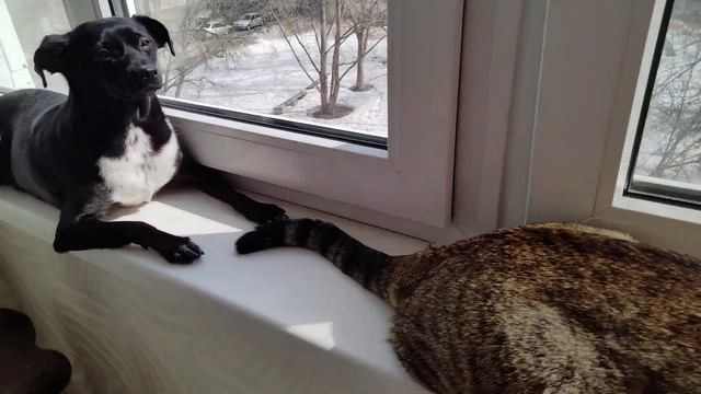 У собаки кошачьи повадки/ кот Лучик и Ко смотреть онлайн