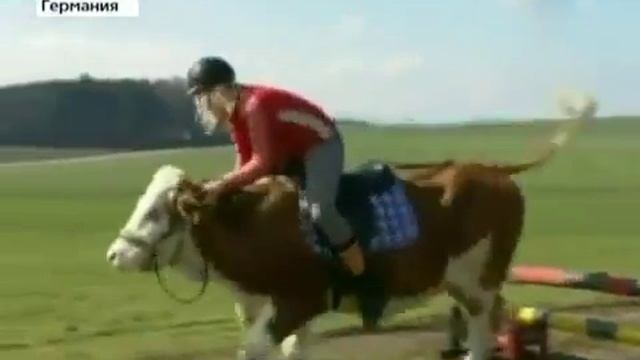 Верхом на корове смотреть онлайн