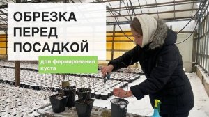 Обрезка саженцев голубики перед посадкой. Нужно ли?