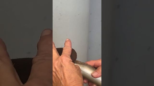 Grooming Doberman