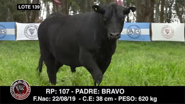 LA VIRTUOSA LOTE 139 RP 107 TORO PC смотреть онлайн