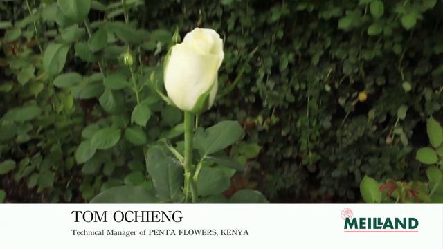 Tom Ochieng's interview at Penta Flowers смотреть онлайн