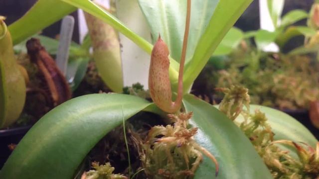 Nepenthes aristolochiades X ventricosa GROWTH смотреть онлайн