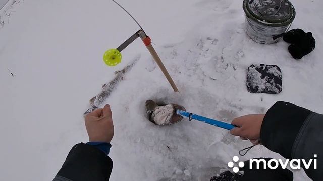 Ловля щуки на жерлицы.Первый трофей 2020 года.Большая щука,режет пальцы леской.Ловля щуки в Удмурти смотреть онлайн