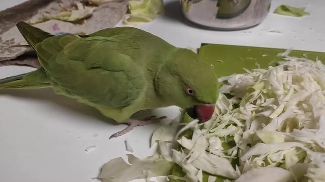 Ожереловый ест капусту смотреть онлайн