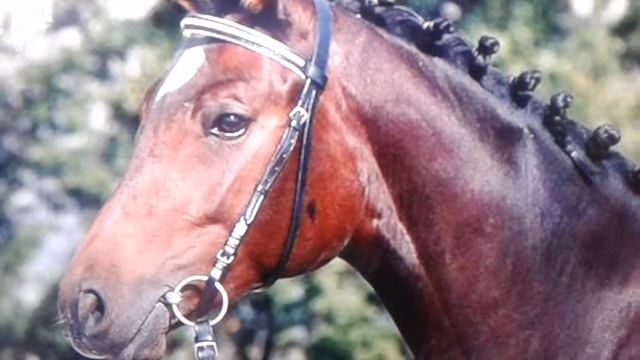 Слайд-шоу Тракененская лошадь. смотреть онлайн