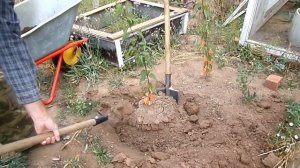 Абрикос  . Поздняя посадка осенью . Сорт  Крупноплодный .