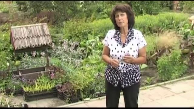 Хосты в саду (часть 1). Многолетние цветы. смотреть онлайн