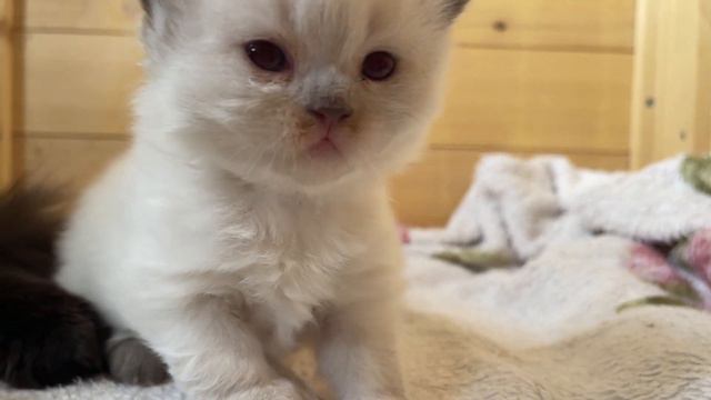 Time to wash up and dinner 😻 British kittens 3 weeks after birth смотреть онлайн