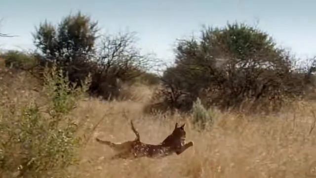 Caracal Jumping for Birds смотреть онлайн