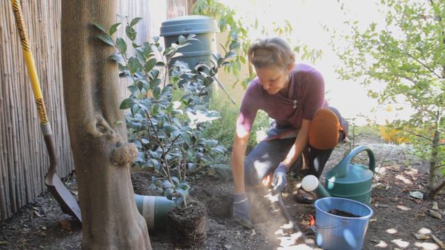 How To Plant Camelias : Beautiful Gardens & Plant Care