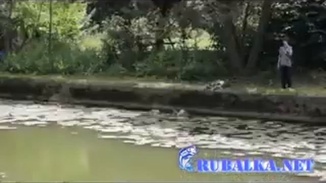 Рибна ловля у Франції - короп, сом і багато іншого! смотреть онлайн