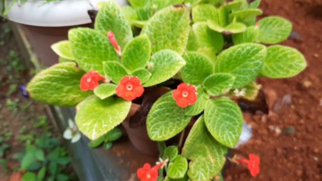 Episcia Plant Care in Malayalam | Episcia Propagation and Care | Flame Voilet | Hanging Plant Care смотреть онлайн