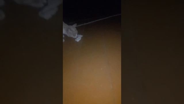 Вечерняя разминка смотреть онлайн