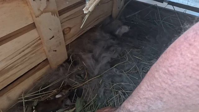 крольчата открыли глаза смотреть онлайн