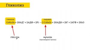 Энергетический обмен, гликолиз