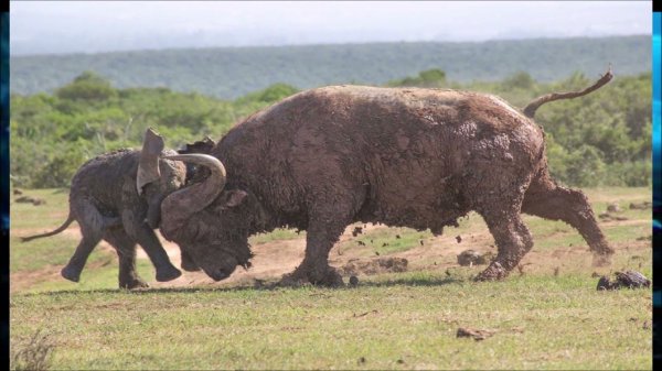 Найден доисторический бизон-рекордсмен. Bison latiforns.