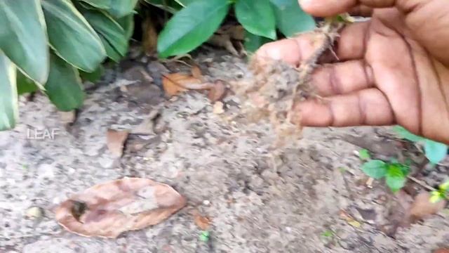 Caricature plant propagation | Graptophyllum pictum | propagation | outdoor plant | foliage plants смотреть онлайн