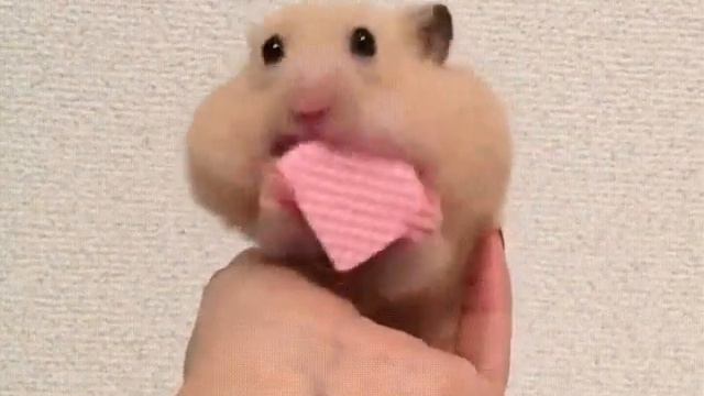 У хомяка лопнули щеки смотреть онлайн