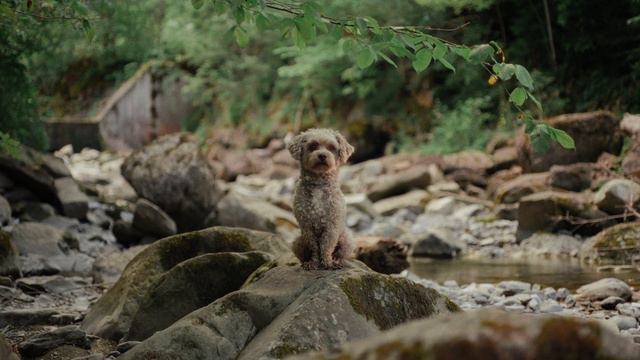 Leica R 60mm / F2.8 Test Footage смотреть онлайн
