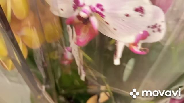 01.02.2024.ВАУ!!! ПРИВОЗ ВЕЛИКОЛЕПНЫХ ОРХИДЕЙ ОТЛИЧНОГО КАЧЕСТВА!!! САДОВЫЙ ЦЕНТР В ЭПИЦЕНТРЕ ДНЕПР смотреть онлайн