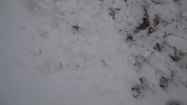 FloridaYalta кто помог Дугласу. Новые оправдания от Флорида ялта