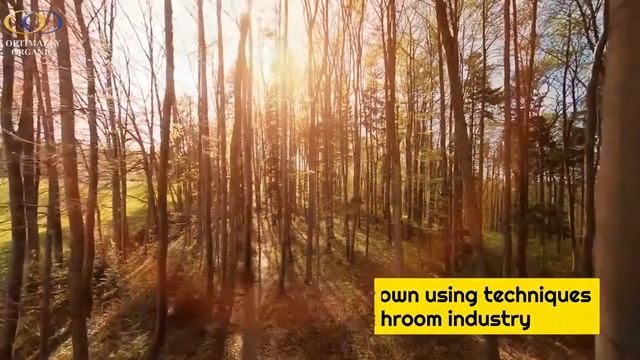 Harvesting Chaga Mushroom смотреть онлайн