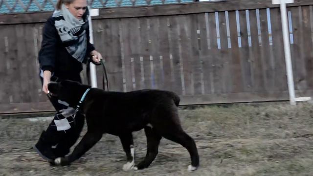 ОЕССЕНН СТИЛЬ Шангул 4.5 месяца. Продается щенок среднеазиатской овчарки черного окраса. смотреть онлайн