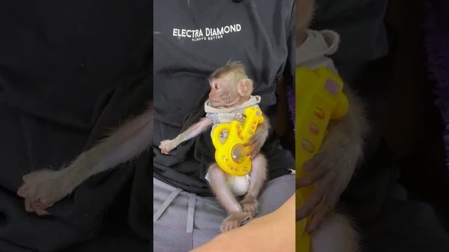 Smart baby Dino Monkey enjoys sunbathing while waiting for dad to water the plants before breakfast смотреть онлайн