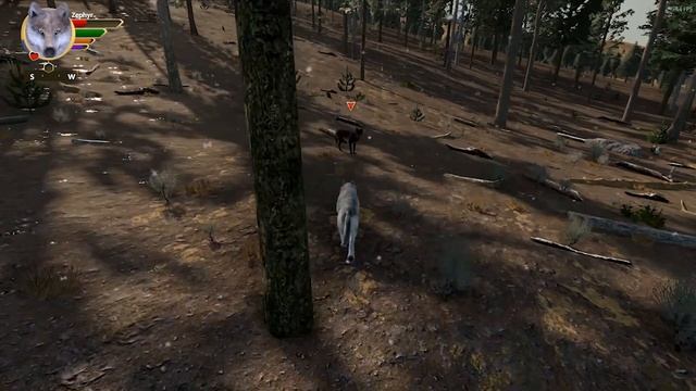 WolfQuest 3: Anniversary Edition| Let's Play| Windswept Pack- Second Times the Charm! смотреть онлайн