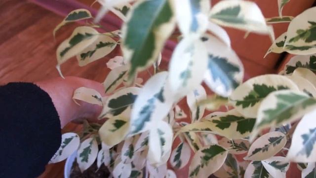 фикус Де Гантель смотреть онлайн