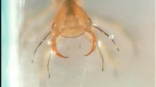 Insectos Dytiscus Larva