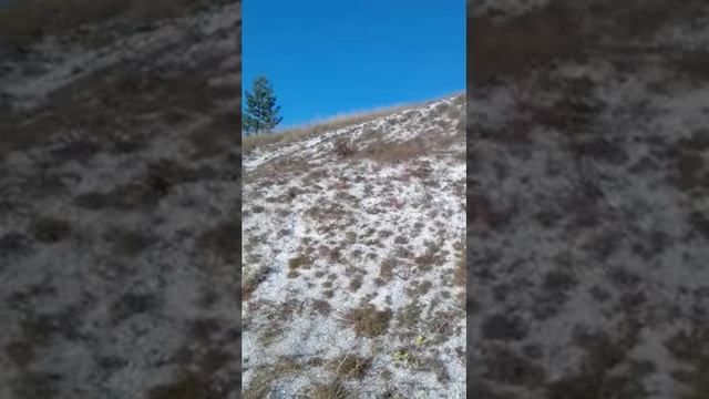 Смешанные леса ?️ смотреть онлайн