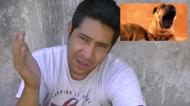 Donde comprar un perro de raza? | que opciones tenemos? смотреть онлайн