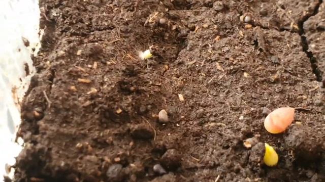 БЫСТРЫЙ РОСТ СЕМЯН КАКТУСОВ. НОВИНКИ В КАКТУСНОЙ КОЛЛЕКЦИИ.26.09.21 смотреть онлайн