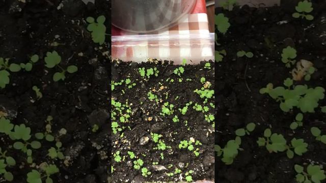 Обзор рассады земляники на 19.03.2018 Белгородская область смотреть онлайн