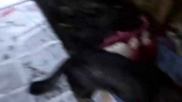 старая овчарка смотреть онлайн