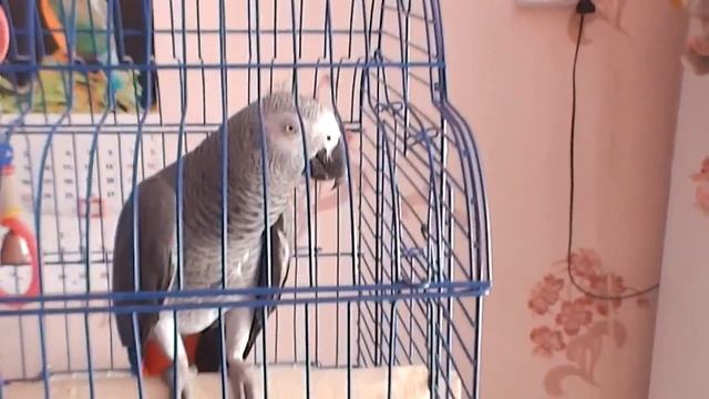 Разговор жако с человеком смотреть онлайн