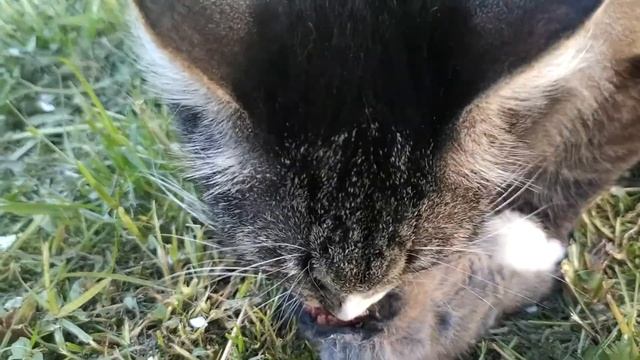 Кот поймал и ест крота смотреть онлайн