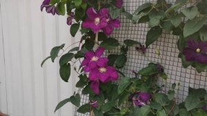 Клематис Виль де Лион   (Clematis ’Ville de Lyon’)
